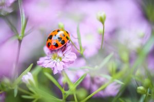 ladybug, flower, meadow-7273814.jpg